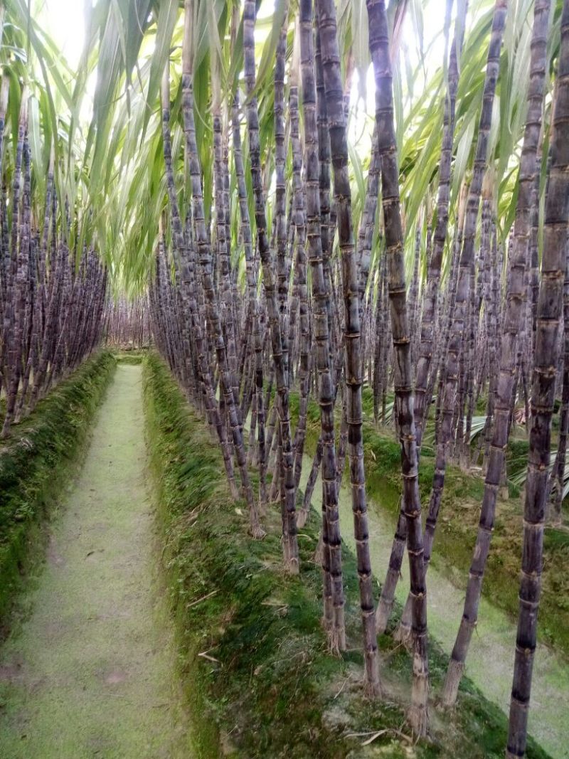 广西黑皮甘蔗产地直供，一手货源没有中间价，免费视频看货