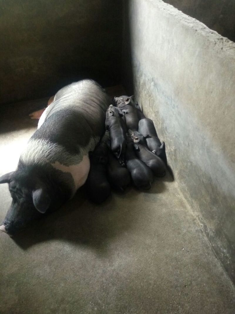 生猪母猪繁殖，品质优量，体型好健康货源充足