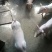 生猪母猪繁殖，品质优量，体型好健康货源充足