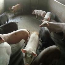 生猪母猪繁殖，品质优量，体型好健康货源充足