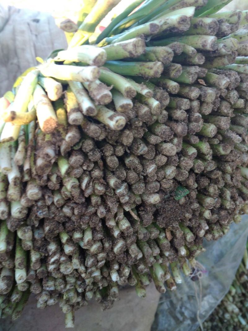 大叶韭菜头茬
