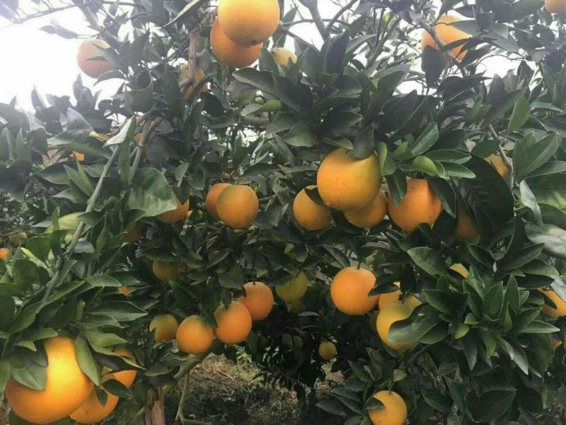红光橙苗30~50cm