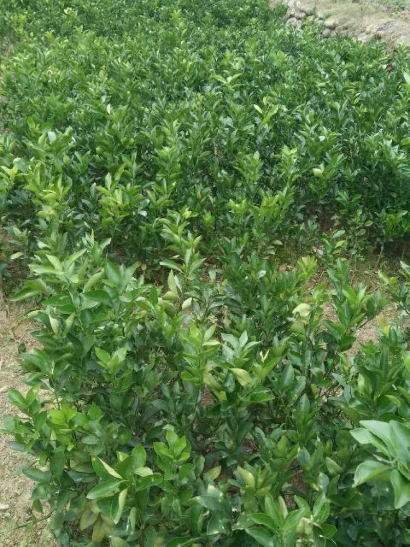 红光橙苗30~50cm