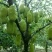 菠萝苗2年