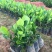 菠萝苗2年