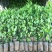 菠萝苗2年