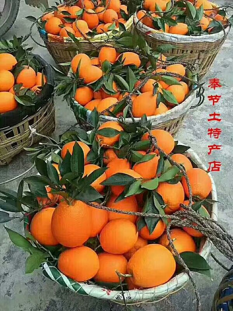 奉节脐橙70~75mm