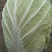 黄心菜25~30cm