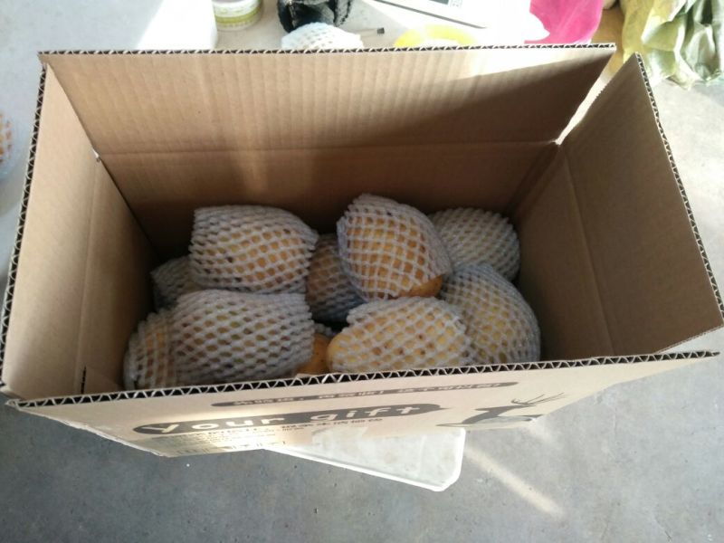 希森六号3两以上精品