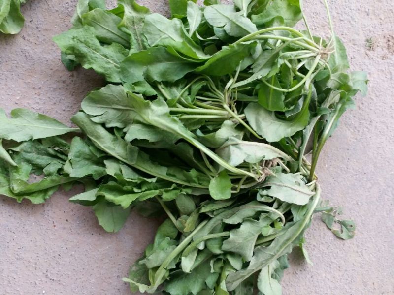 荠菜5~10cm