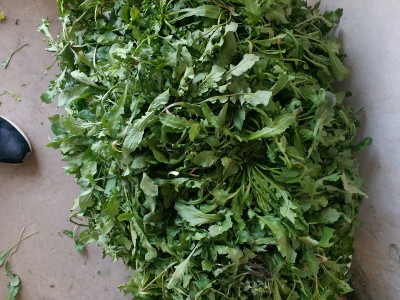 荠菜5~10cm