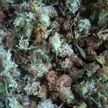 怀菊花散装