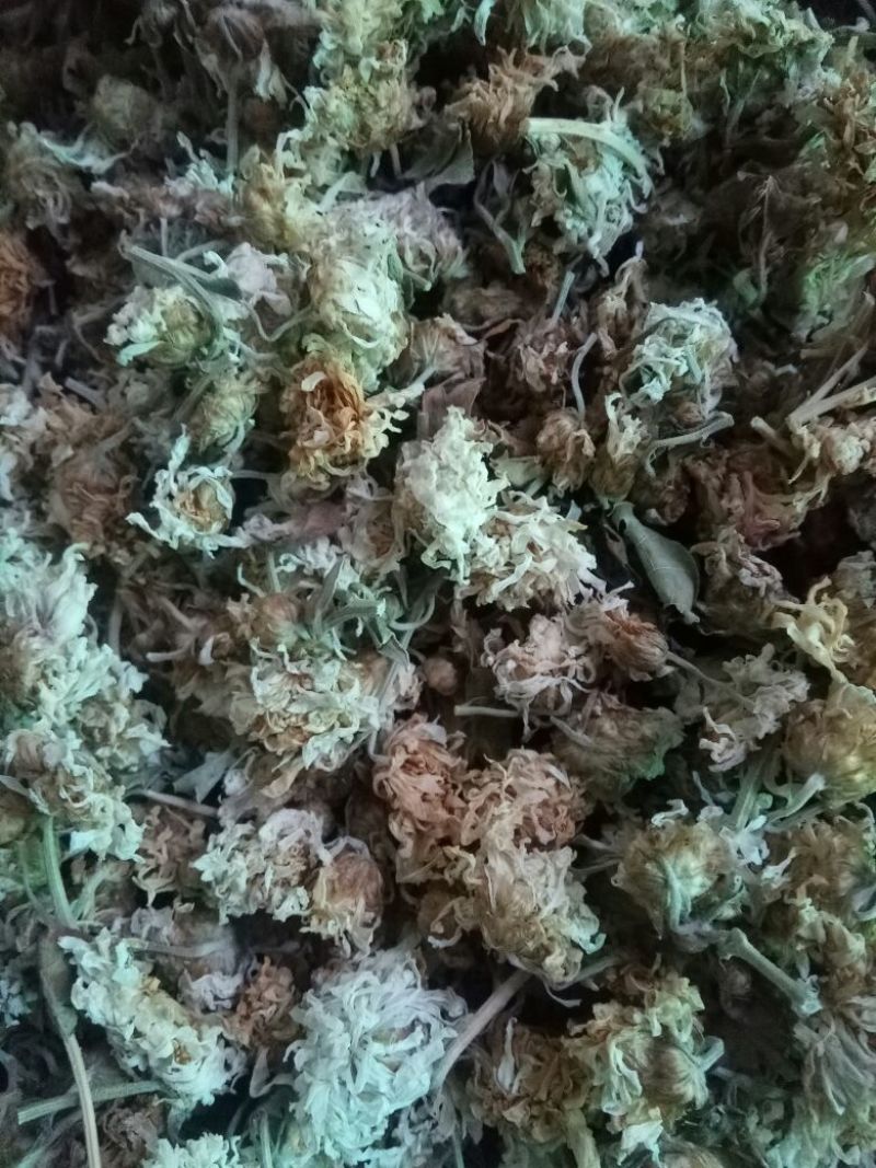 怀菊花散装