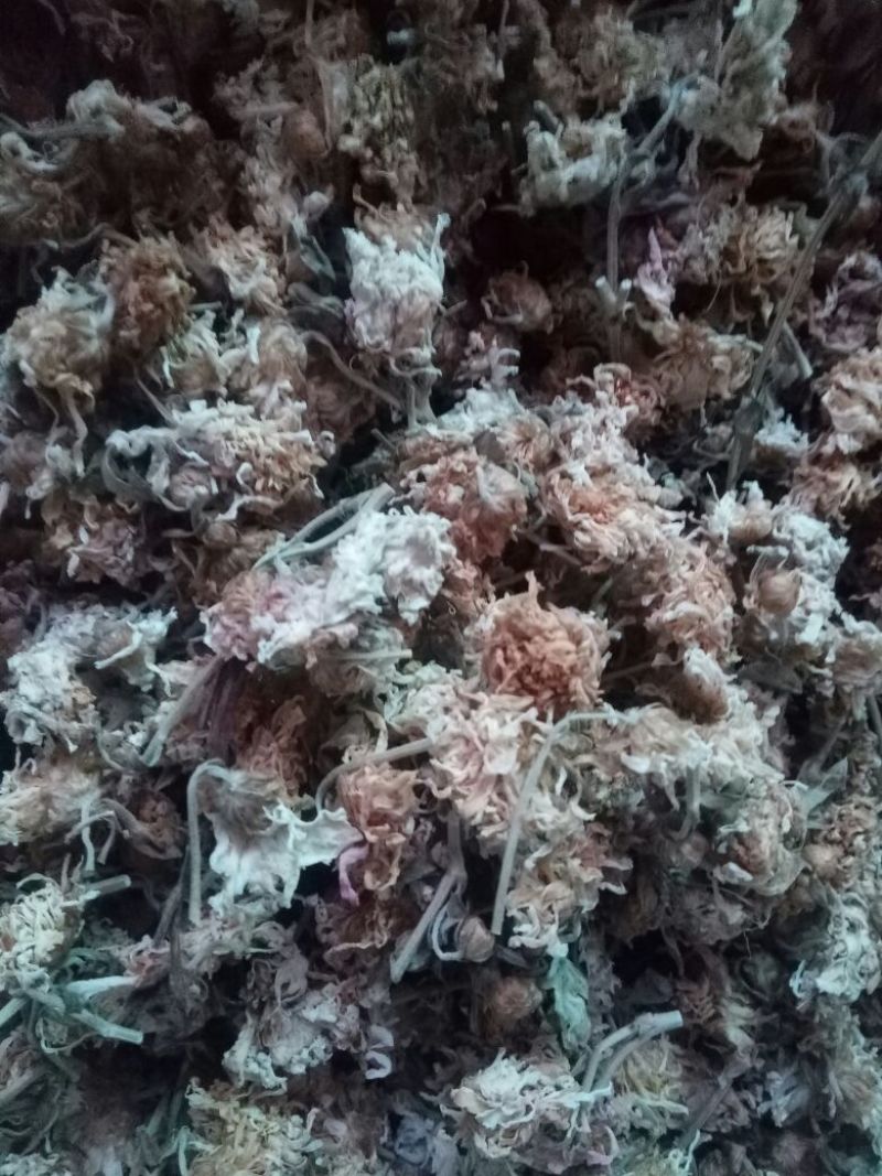 怀菊花散装