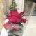 一品红20~30cm