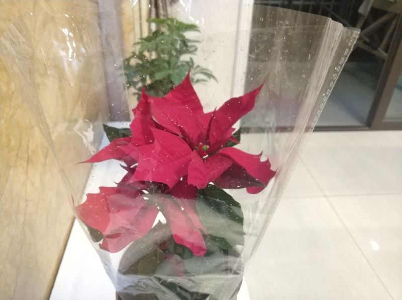 一品红20~30cm