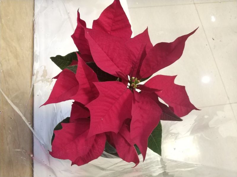 一品红20~30cm