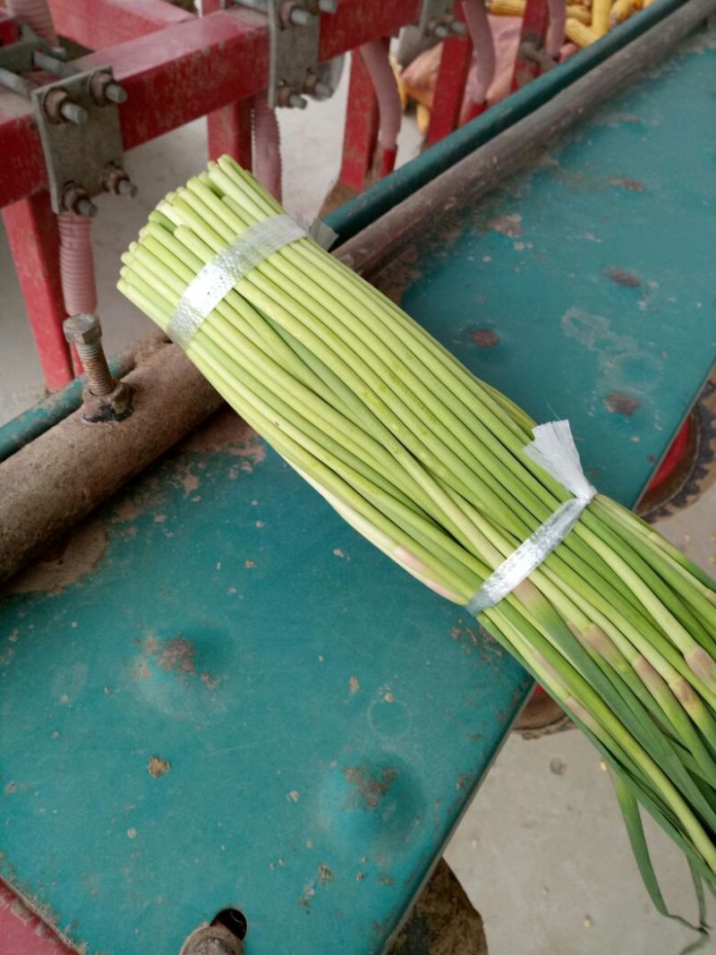 蒜苔，红毛蒜薹，早熟苔，干苔不使水，量大