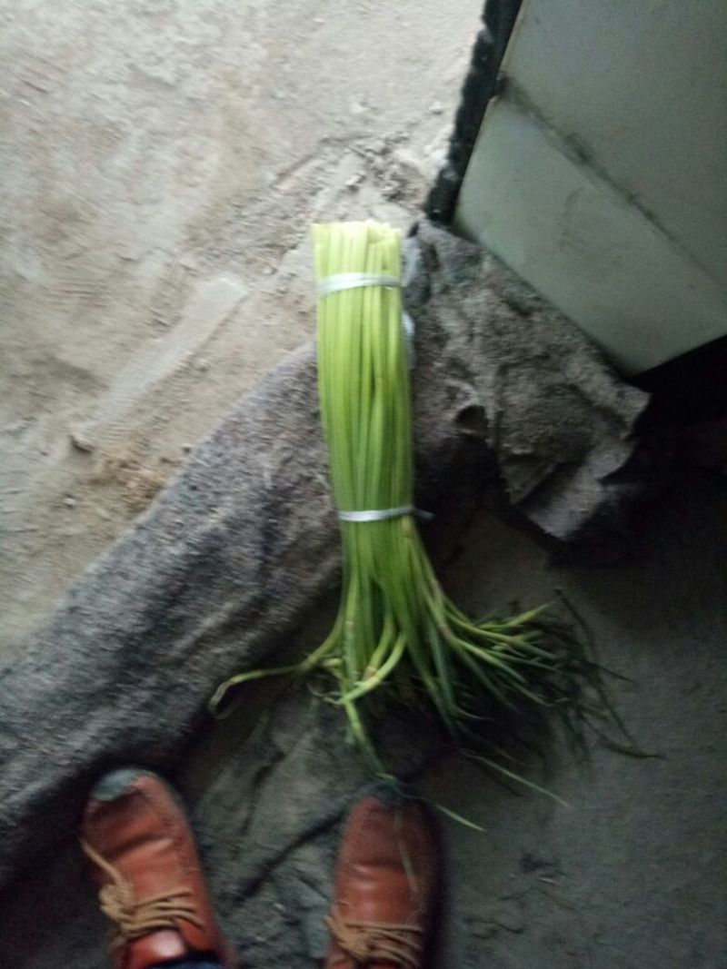 蒜苔，红毛蒜薹，早熟苔，干苔不使水，量大