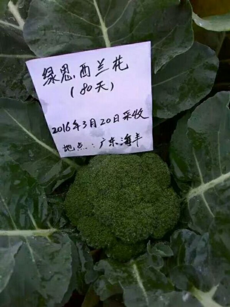 西兰花种子耐寒优秀