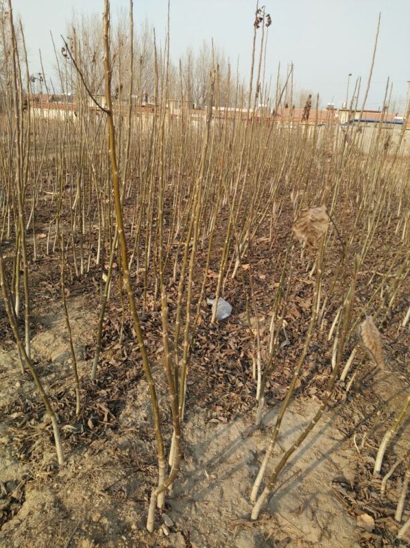 香玲核桃苗品种纯正免费提供技术