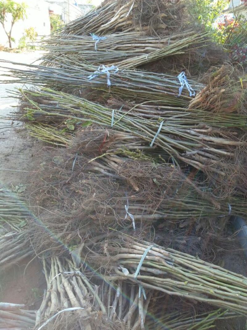 香玲核桃苗品种纯正免费提供技术
