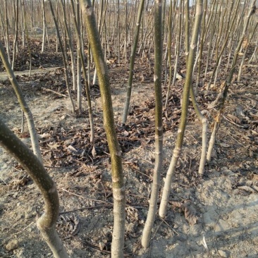 香玲核桃苗品种纯正免费提供技术