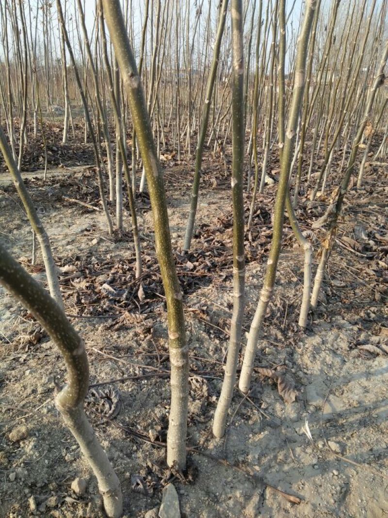 香玲核桃苗品种纯正免费提供技术