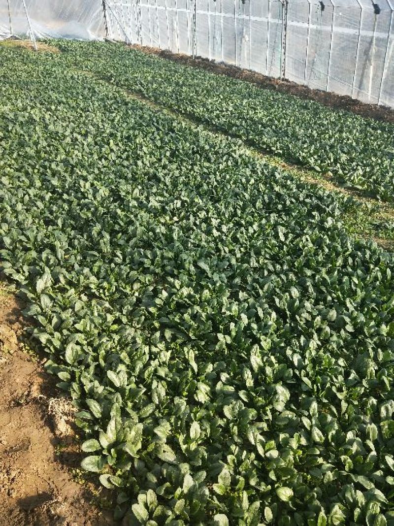 菠菜15~20厘米