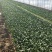 菠菜15~20厘米