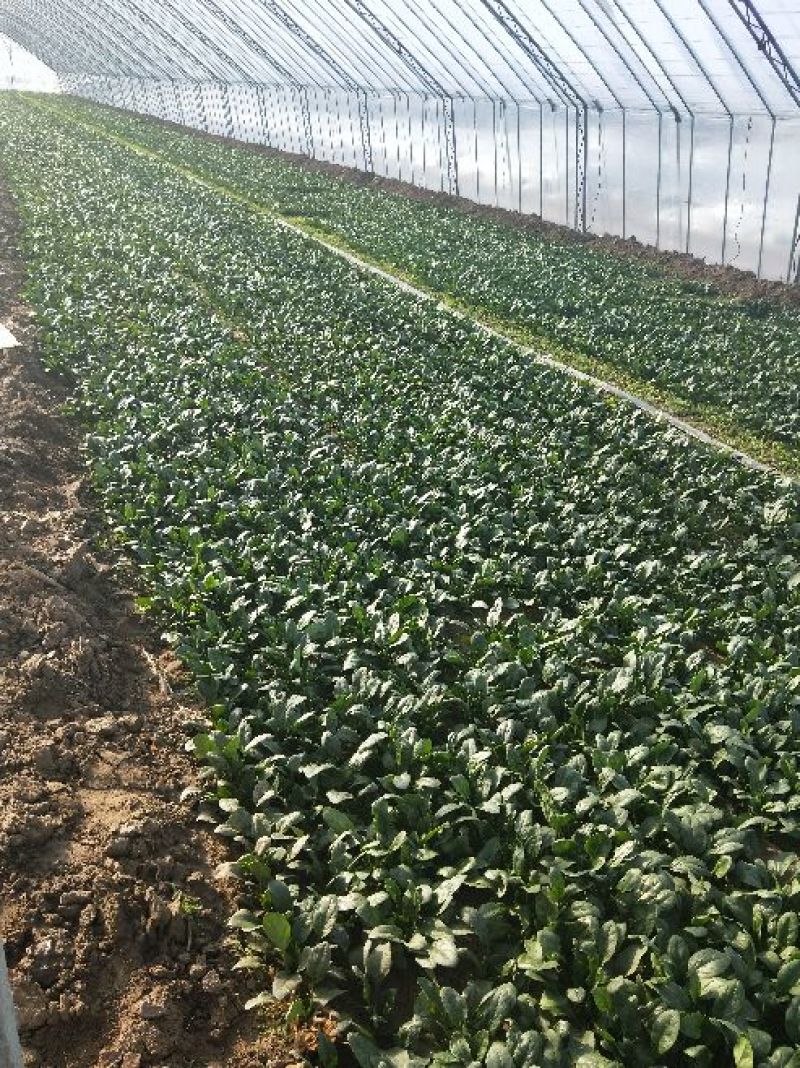 菠菜15~20厘米