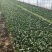 菠菜15~20厘米