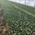 菠菜15~20厘米