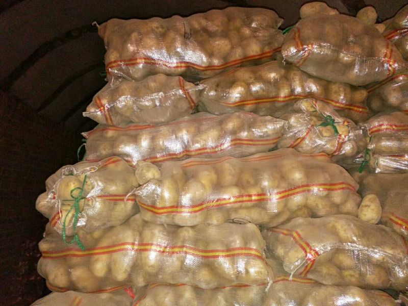 土豆精品3两以上
