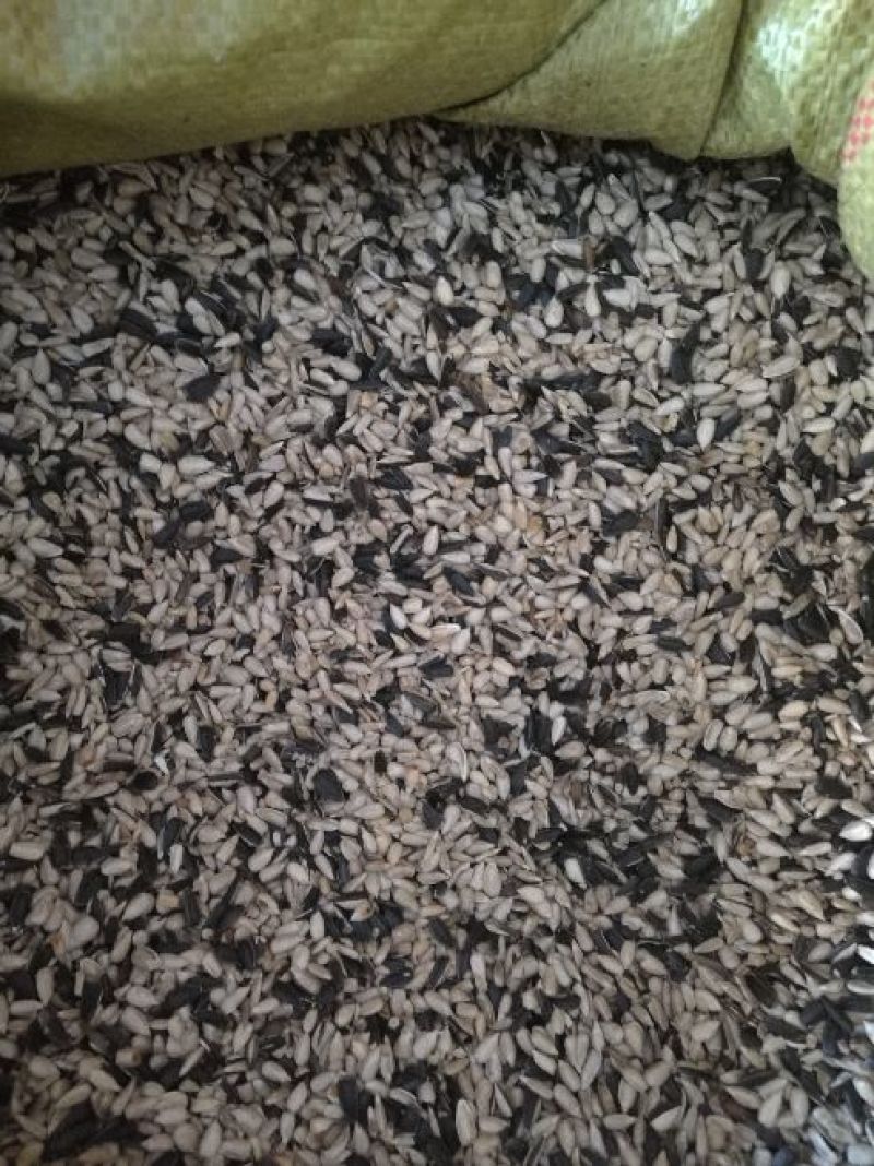 油葵30~50cm