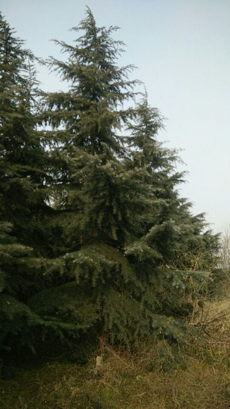 雪松14~16cm