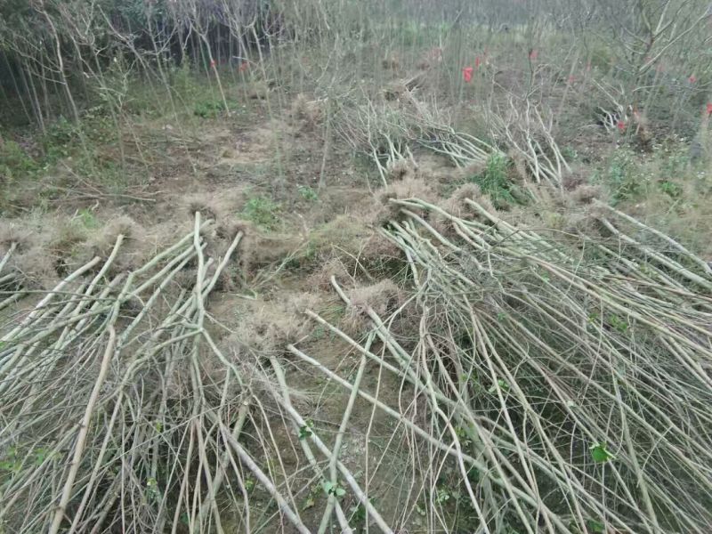 红花紫薇地径1-3公分量大优