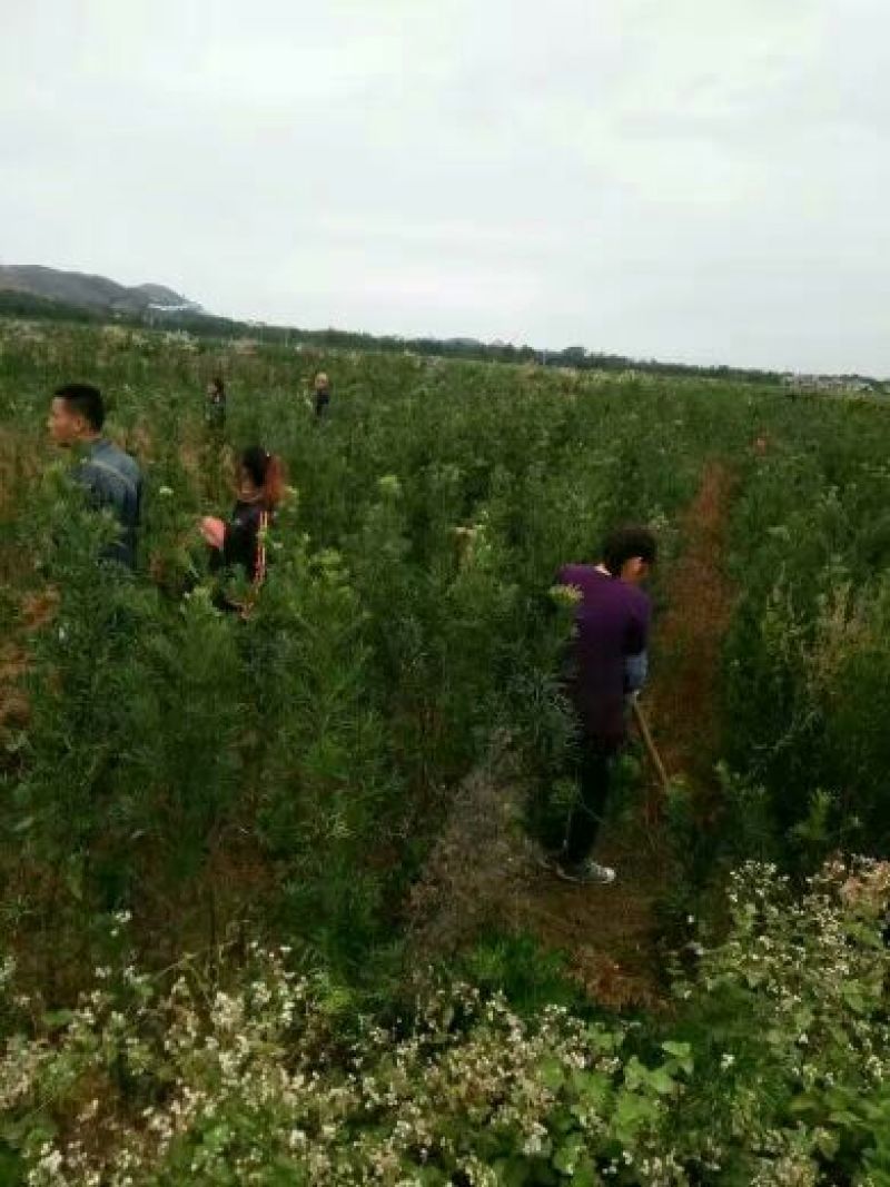 罗汉松苗80cm以上