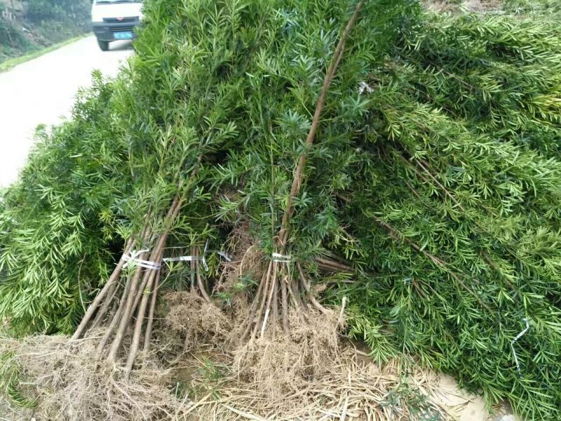 罗汉松苗80cm以上