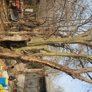 木瓜树261~300cm