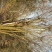 木瓜树261~300cm