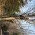 木瓜树261~300cm