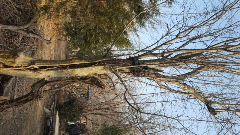 木瓜树261~300cm
