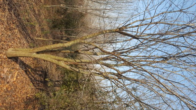 木瓜树261~300cm