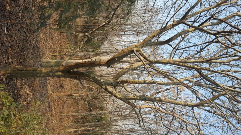 木瓜树261~300cm