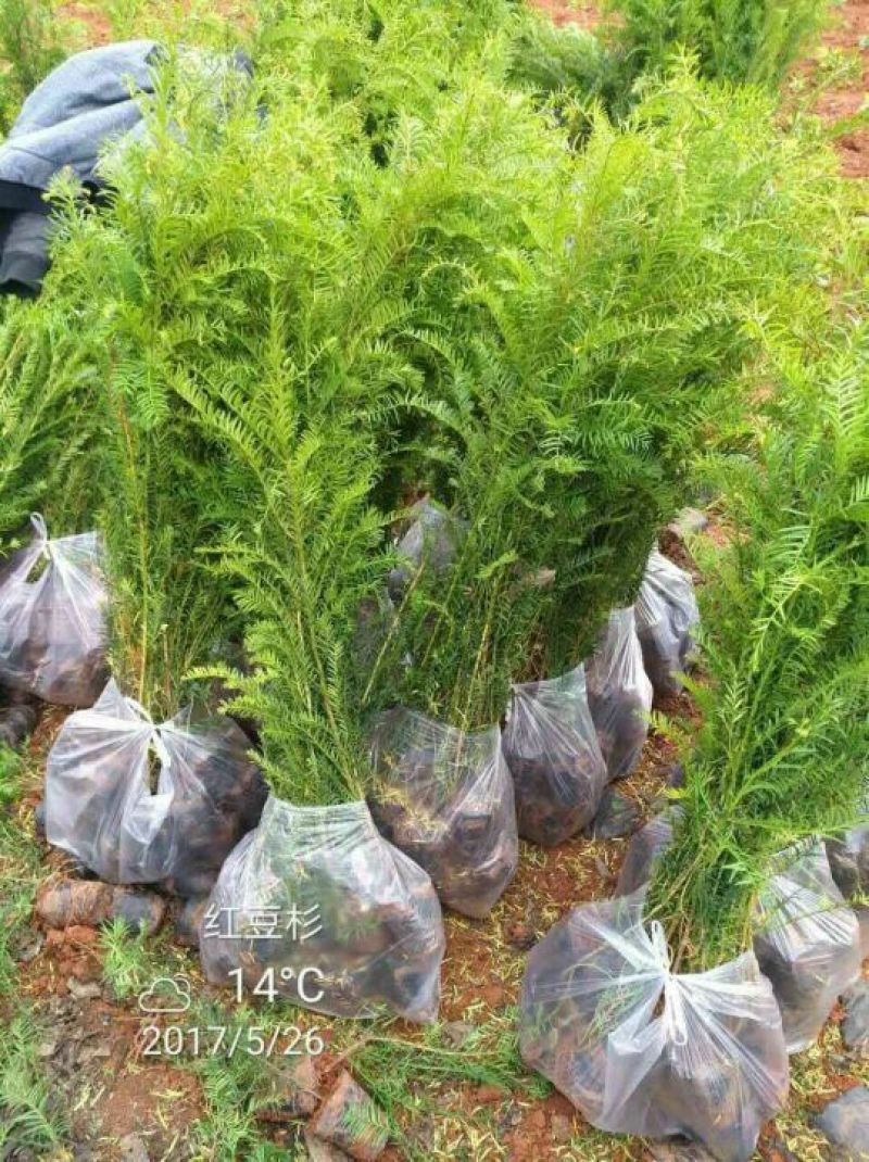 南方红豆杉2~4cm4cm以下1.5~2米