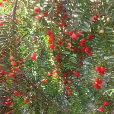 南方红豆杉2~4cm4cm以下1.5~2米