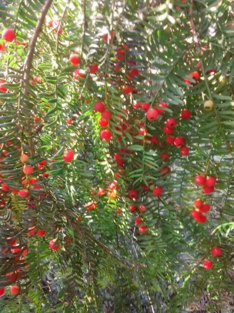南方红豆杉2~4cm4cm以下1.5~2米