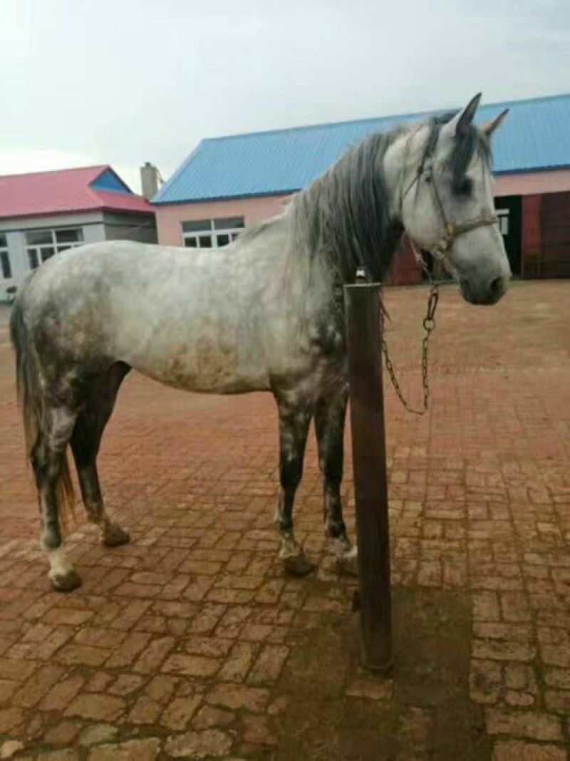 肉马400~500kg