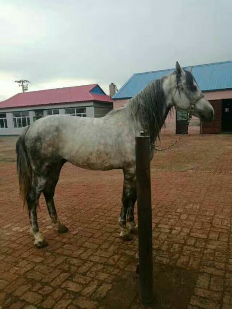 肉马400~500kg